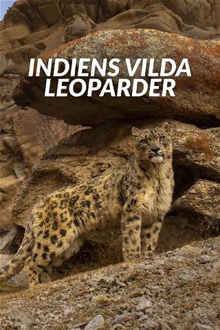 Indiens vilda leoparder poster