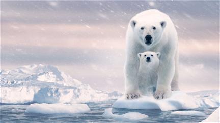 Polar Bear poster