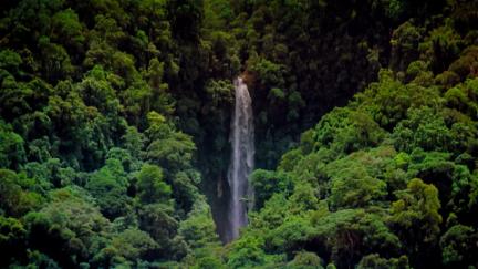 Tropical Rainforest poster