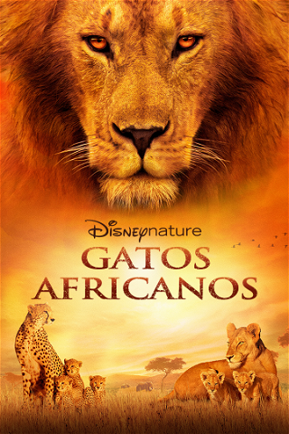 Gatos Africanos poster