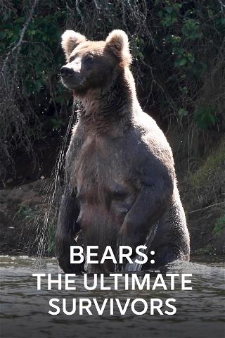 Bjørner - Overlevelseseksperter poster