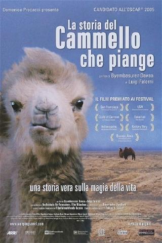 La storia del cammello che piange poster