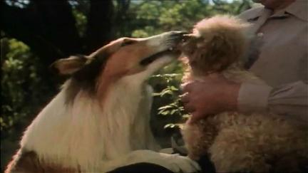 Lassie - verdens bedste hund poster