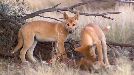 Der Dingo – Ein Wildhund im Fadenkreuz poster