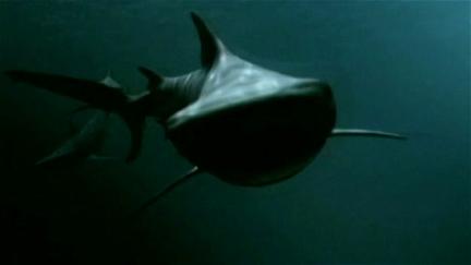 Shark Swarm - Angriff der Haie poster