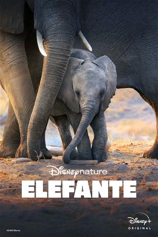 Elefante poster