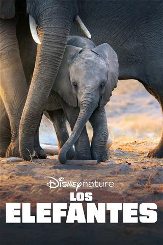Los elefantes poster