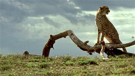 Un ghepardo per amico - Un'avventura in Africa poster