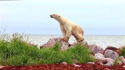 Världens natur: Isbjörnssommar poster