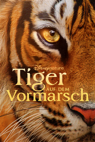Tiger auf dem Vormarsch poster