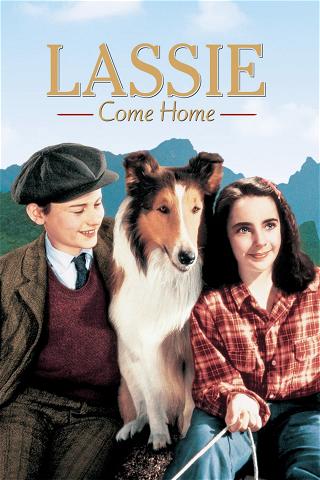 Lassie vender hjem poster