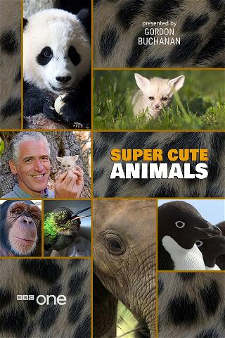 Super Cute Animals poster