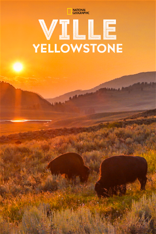 Ville Yellowstone poster