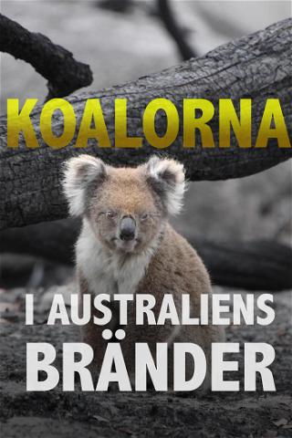 Koalorna i Australiens bränder poster