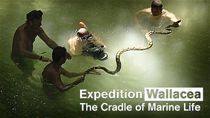 Wallacea: Expedição ao Berço da Vida Marinha poster