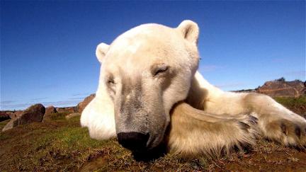 Polar Bears: Ice Bear poster