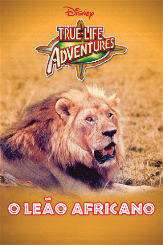 O Leão Africano poster