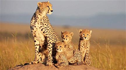 Grandes felinos africanos: el reino del coraje poster
