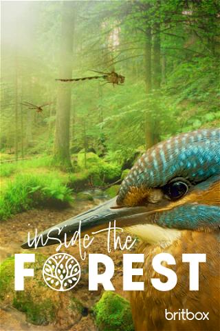 Inside the Forest: Seasons of Wonder (Season 1) poster