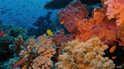 Arrecifes de coral poster