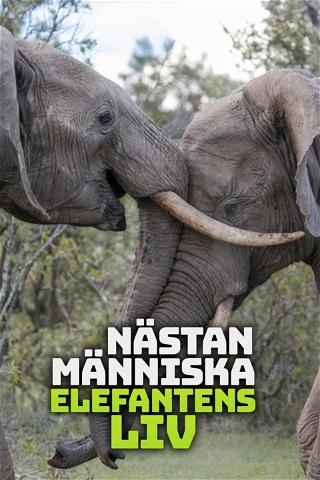 Nästan människa: Elefantens liv poster