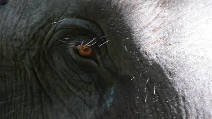 Chandani: The Daughter of the Elephant Whisperer poster