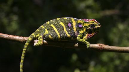 Madagascar: Land of the Chameleons poster