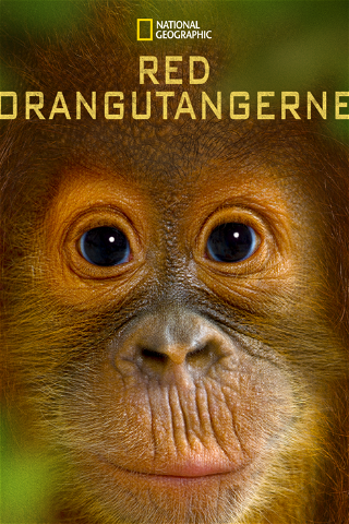 Red orangutangerne poster