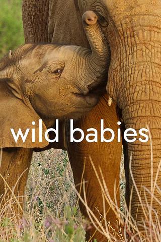 Wilde Babys poster