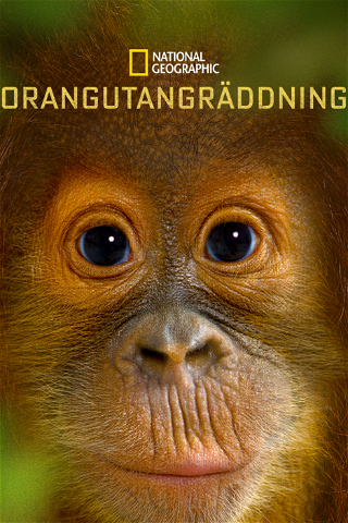 Orangutangräddning poster