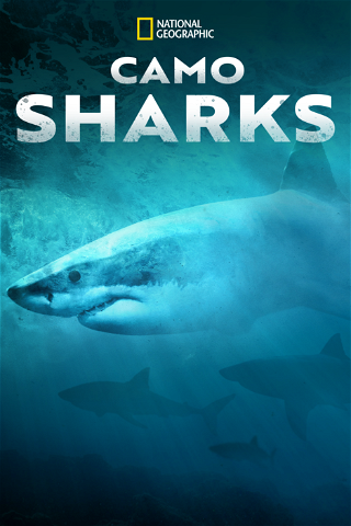 Camo Sharks poster
