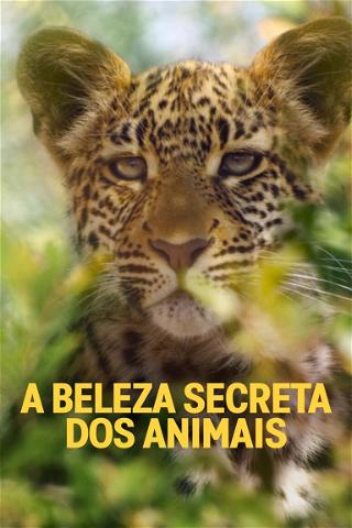 A Beleza Secreta dos Animais poster