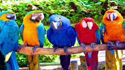 Australia: Land of Parrots poster