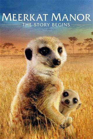 Meerkat Manor: The Story Begins poster