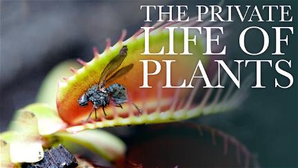 Das geheime Leben der Pflanzen poster