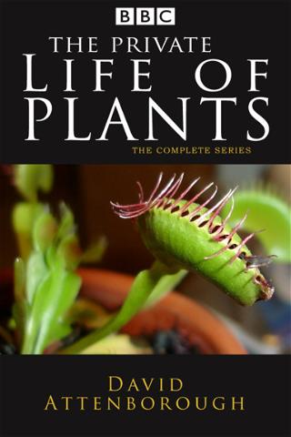 David Attenboroughs Växternas hemliga liv poster