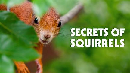 Secrets of Squirrels poster