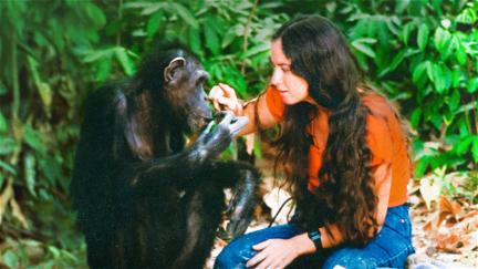 Lucy, el chimpancé humano poster