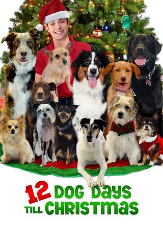 12 cani sotto l'albero poster