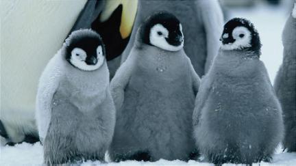 Pingvinmarchen poster