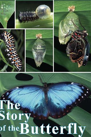 The Story of the Butterfly poster
