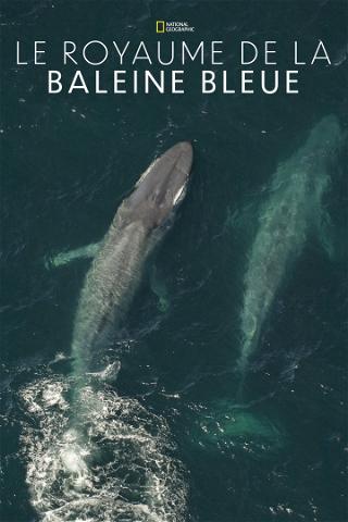 Le royaume de la baleine bleue poster