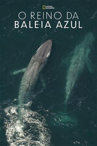 O Reino da Baleia Azul poster