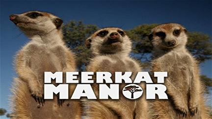 Le Clan des suricates poster