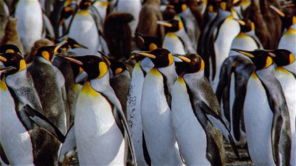 Der Kongreß der Pinguine poster