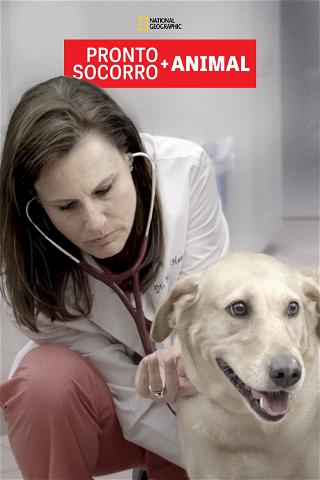 Pronto-Socorro Animal poster
