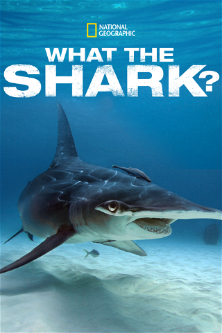 What the Shark? poster