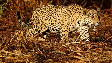 Jaguaretê-Avá – Pantanal Em Chamas poster