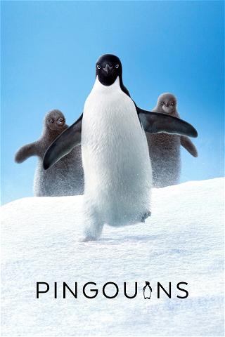 Pingouins poster