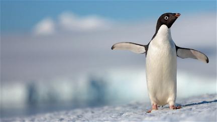 Pinguine poster